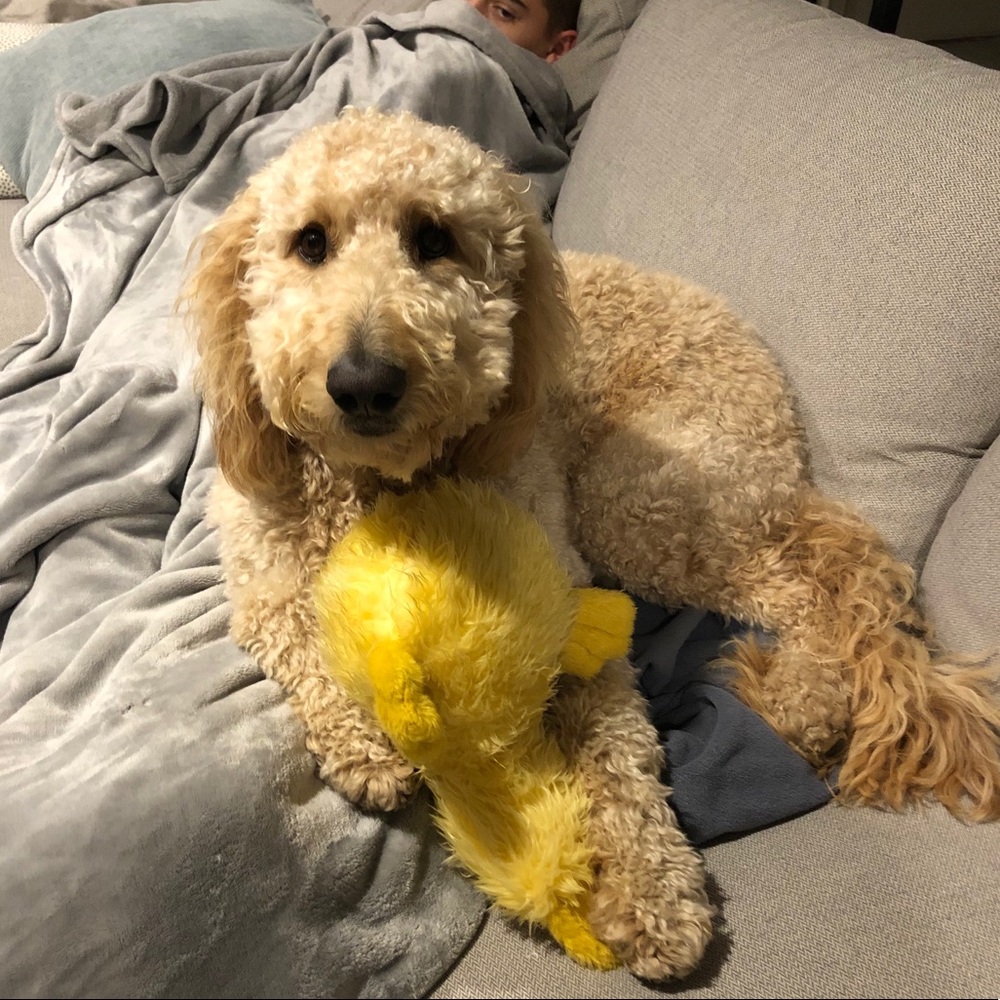 Meet your Posher, Lauren